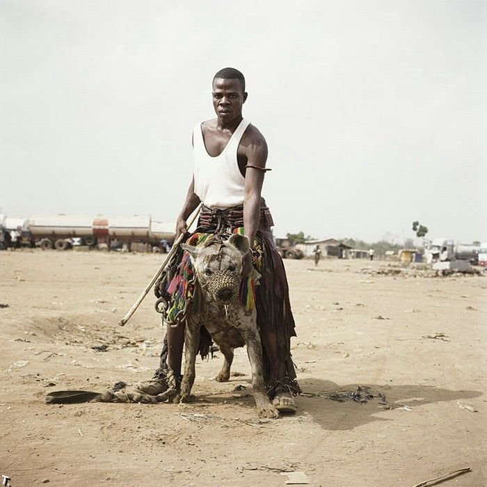 Африканские домашние животные (14 фото)