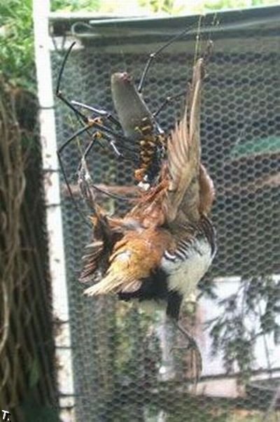 Насекомые, которые едят птиц (11 фото)