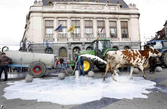 Молочный протест в Бельгии (6 фото)