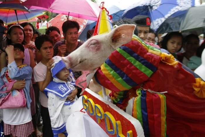 Свино-фестиваль (7 фото)