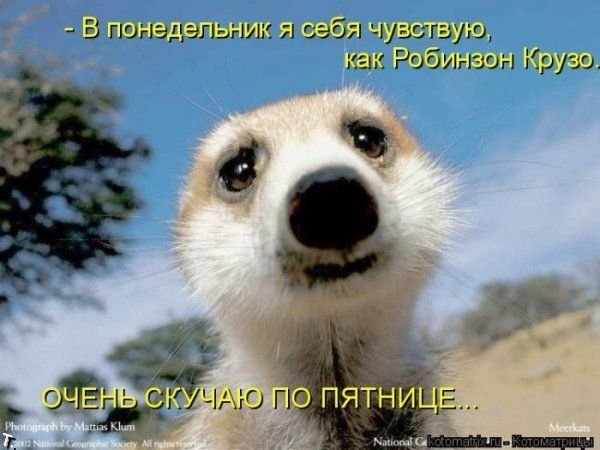 http://cdn.trinixy.ru/pics4/20090914/ponedelnik_02.jpg