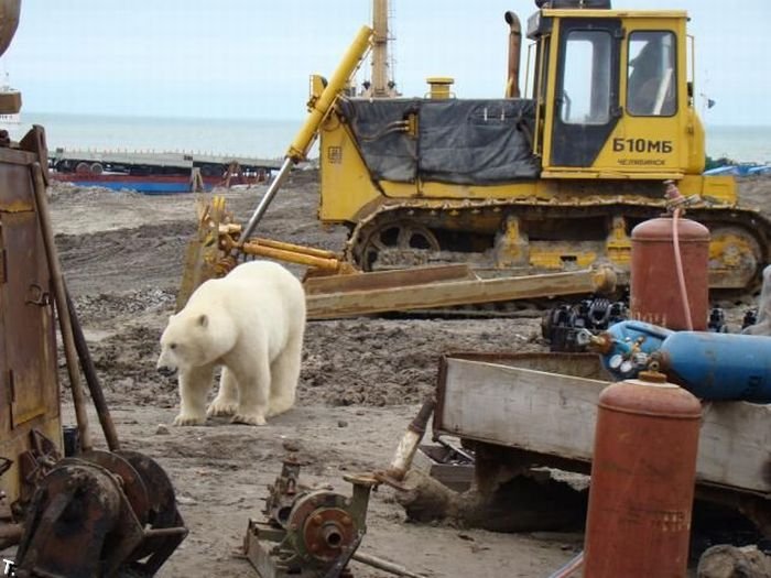 Белые медведи на стройке (13 фото)