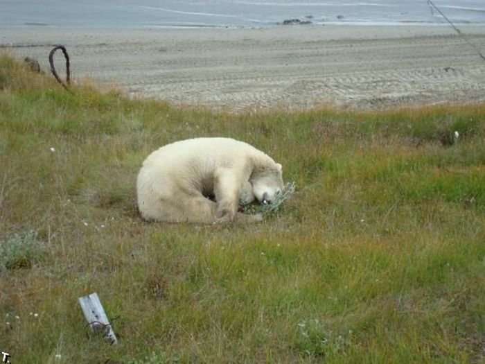 Белые медведи на стройке (13 фото)