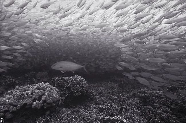 Великолепный подводный мир (36 фото)