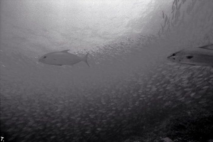 Великолепный подводный мир (36 фото)