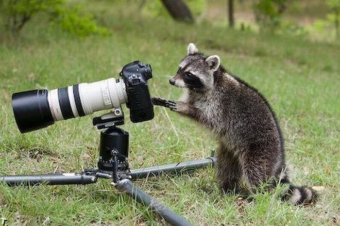 Животные-фотографы (36 фото)