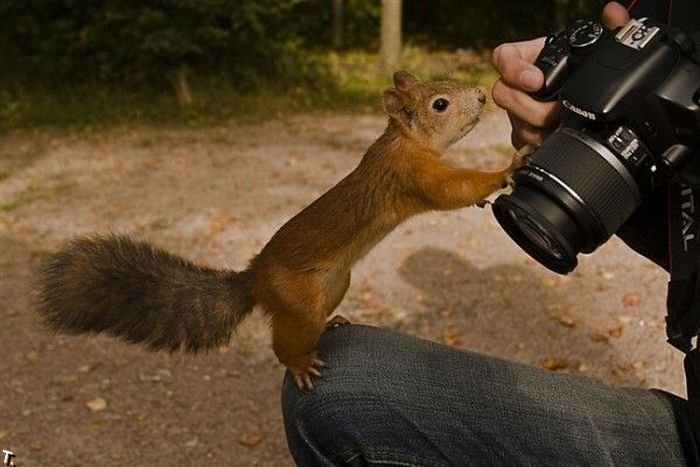 Животные-фотографы (36 фото)