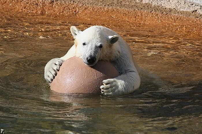 Белые медведи со своими игрушками (18 фото)