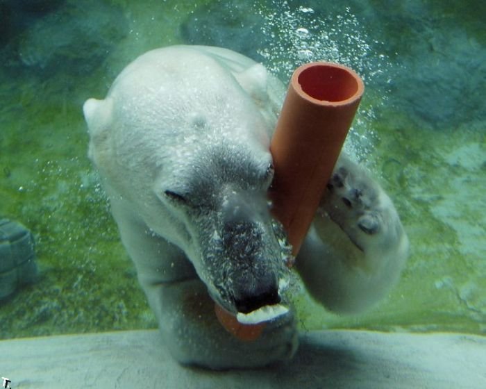 Белые медведи со своими игрушками (18 фото)