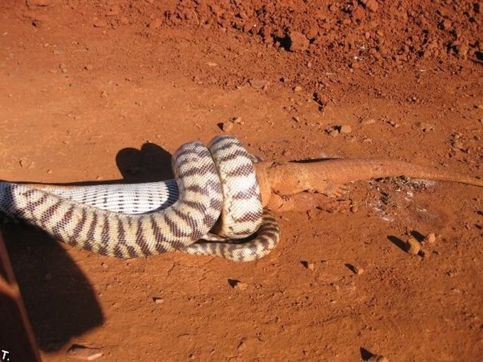 Змея съела огромную ящерицу (13 фото)
