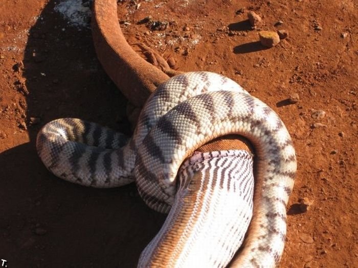 Змея съела огромную ящерицу (13 фото)