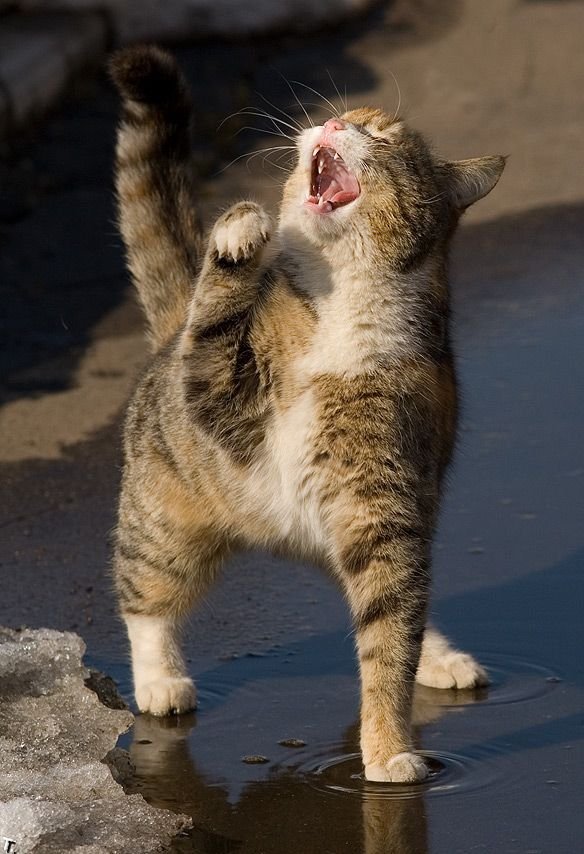 Смешной кот (8 фото)