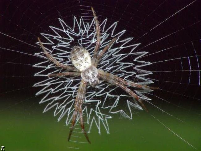 Пауки, украшающие свою паутину (15 фото)