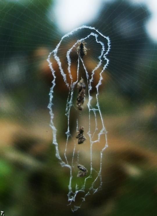 Пауки, украшающие свою паутину (15 фото)