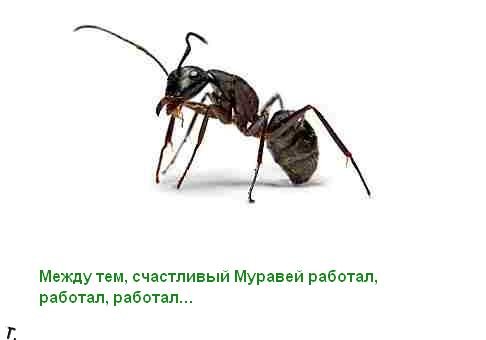 Притча про трудолюбивого муравья (12 картинок)