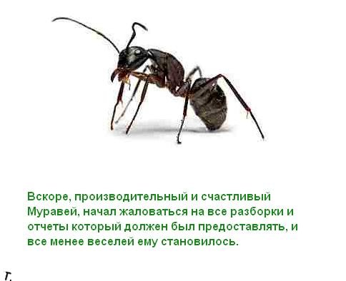 Притча про трудолюбивого муравья (12 картинок)