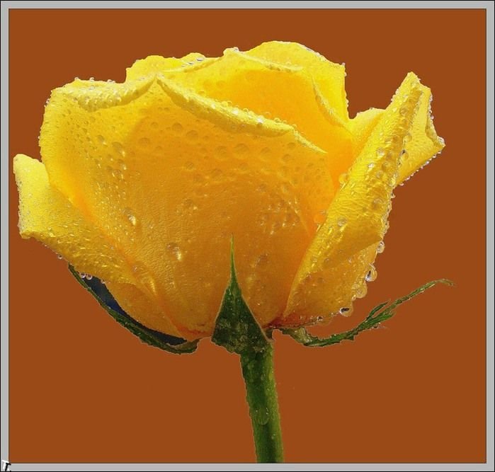 Желтые розы (32 фото)