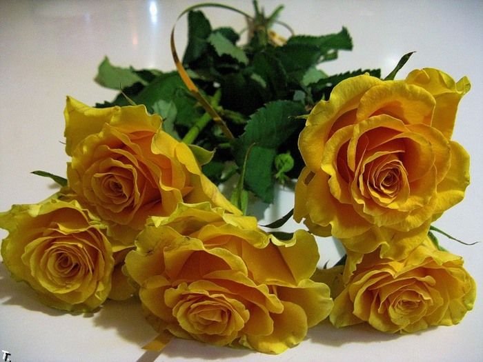 Желтые розы (32 фото)