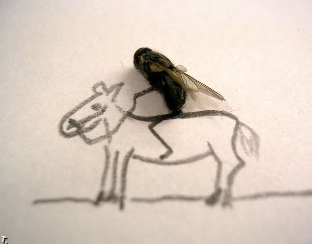 Креатив из мух (15 фото)
