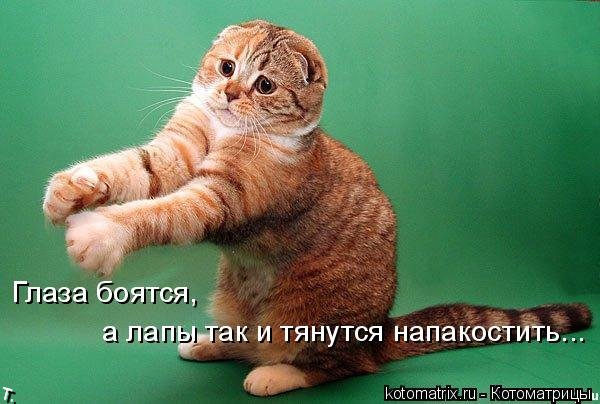 Лучшие котоматрицы прошлой недели (50 фото)