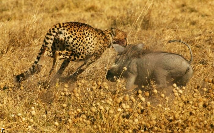 Кабаниха гоняется за гепардами (4 фото)