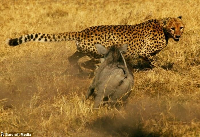 Кабаниха гоняется за гепардами (4 фото)