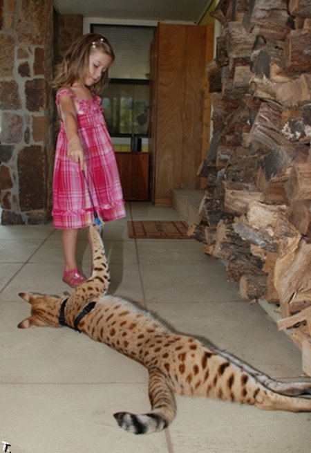 Самый высокий домашний кот в мире - саванский кот Мэйджик (12 фото + видео)