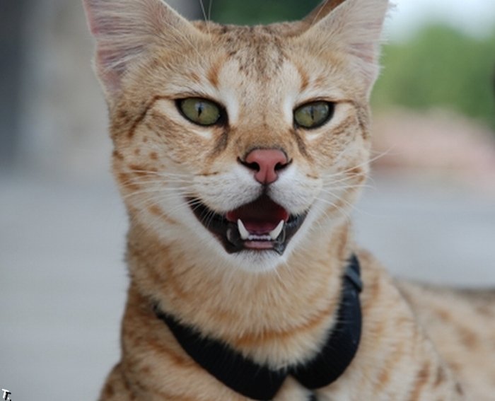 Самый высокий домашний кот в мире - саванский кот Мэйджик (12 фото + видео)