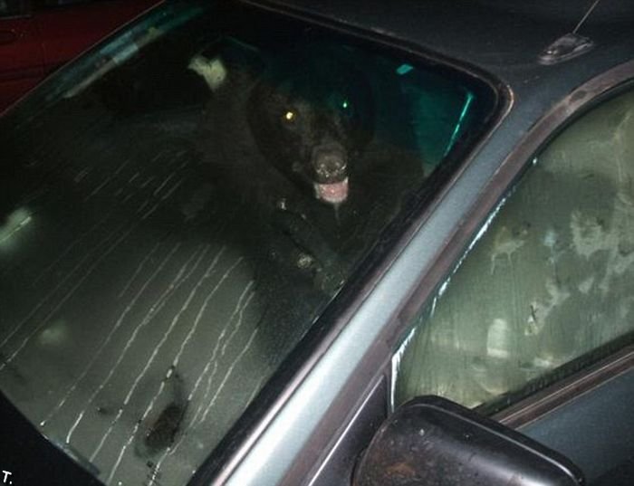 Медведь в машине (3 фото)