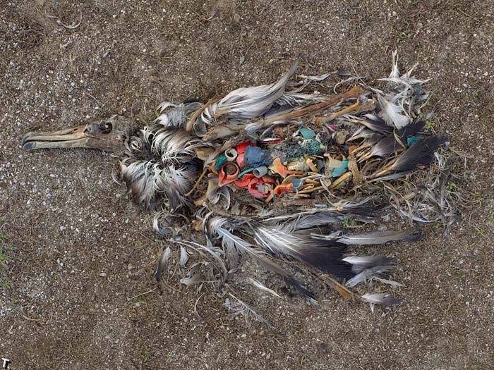 Почему умирают птицы (30 фото)