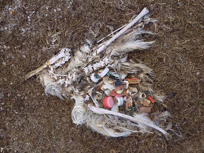 Почему умирают птицы (30 фото)