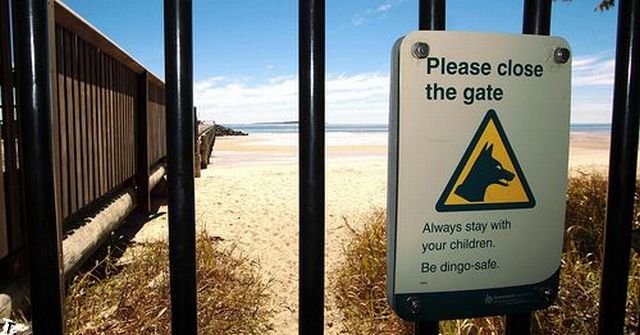 Австралийский забор защиты от Динго (12 фото)