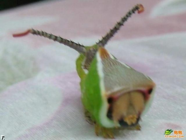 Стремная гусеница (6 фото)