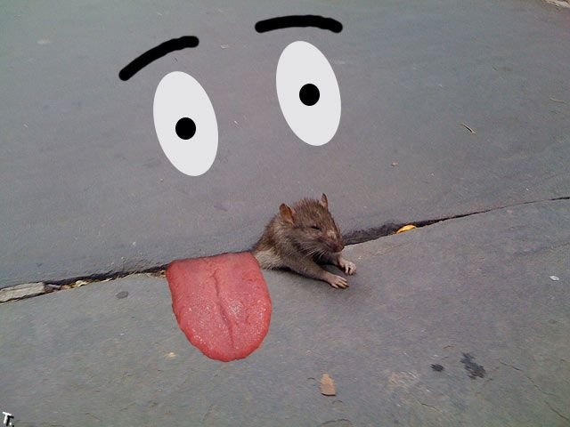 Фотожаба. Печальная застрявшая крыса (24 фото)