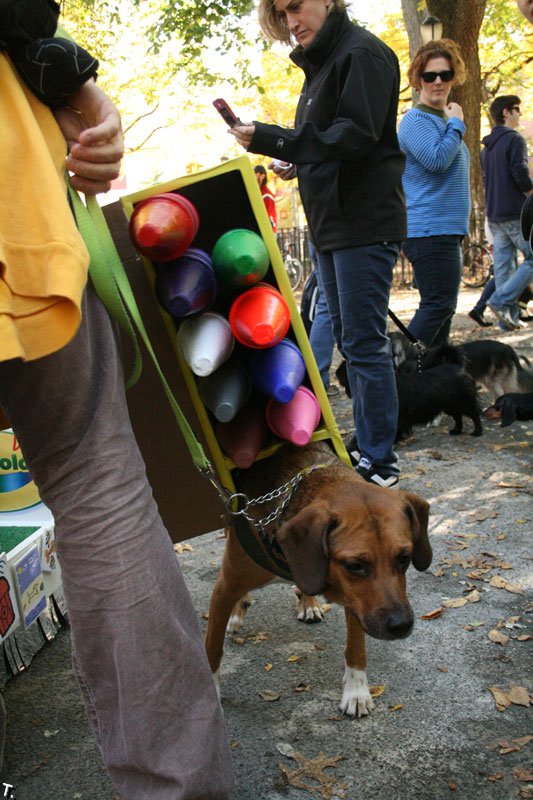 Парад собак на Хэллоуин (43 фото)