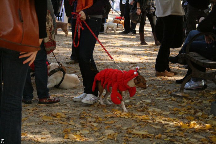 Парад собак на Хэллоуин (43 фото)