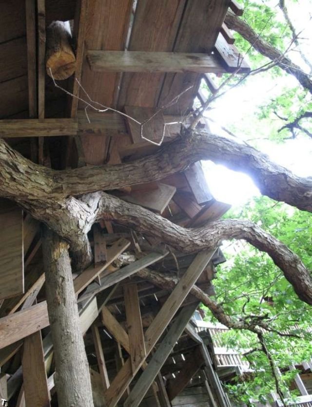 Самый большой в мире дом на дереве (12 фото)