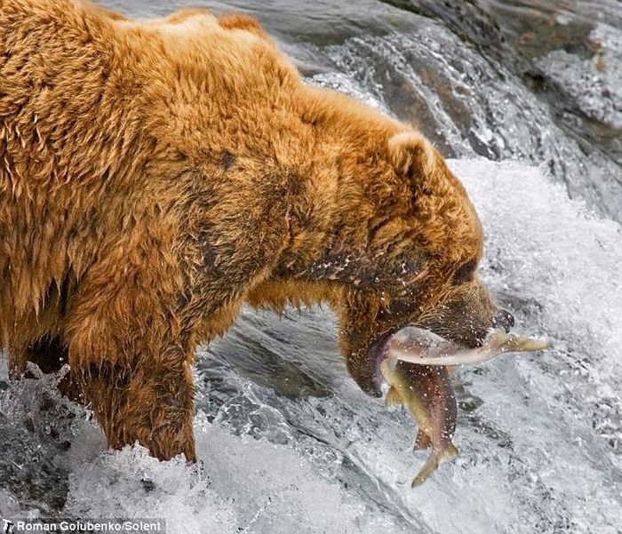 Мать учит медвежат ловить рыбу (4 фото)