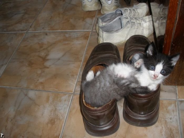 Котята в туфлях (8 фото)