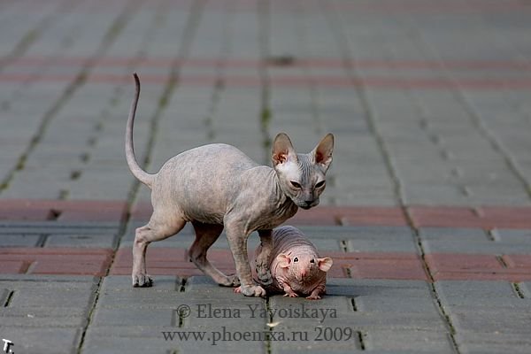 Лысый кот повстречал лысую крысу (7 фото)