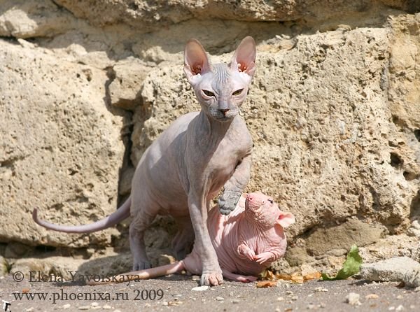 Лысый кот повстречал лысую крысу (7 фото)