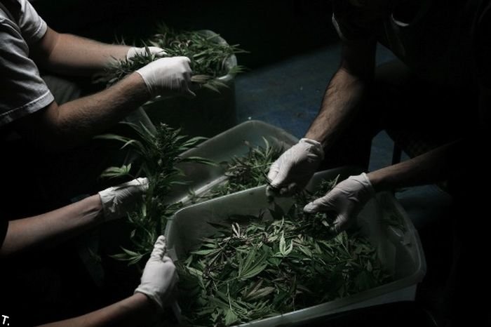 Урожай марихуаны (23 фото)