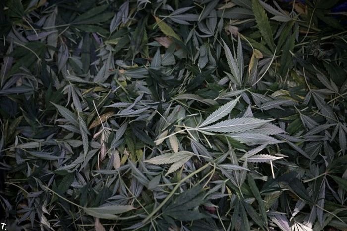 Урожай марихуаны (23 фото)