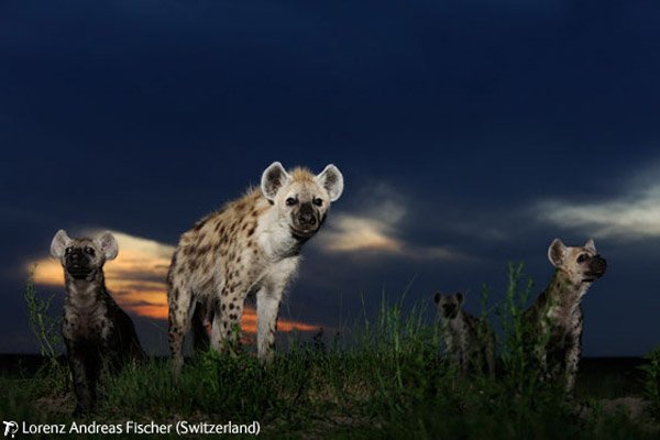 Победители конкурса Wildlife Photographer 2009 (44 фото)