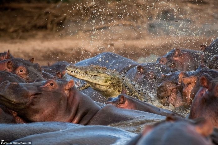 Редкая битва. Крокодил против бегемотов (5 фото)