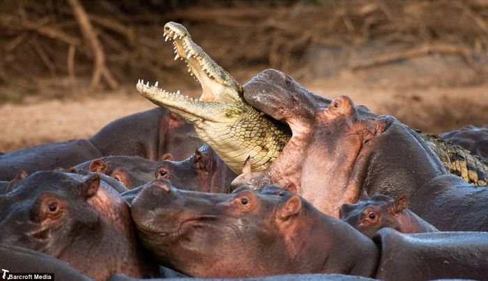 Редкая битва. Крокодил против бегемотов (5 фото)