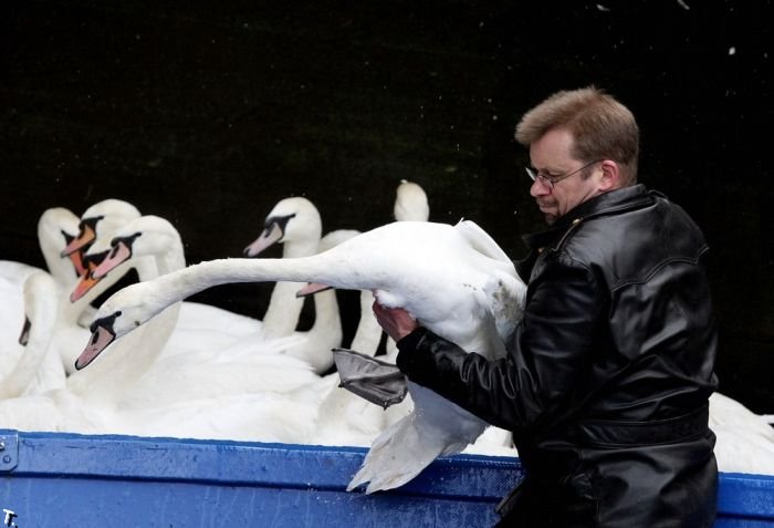 Эвакуация лебедей (5 фото)