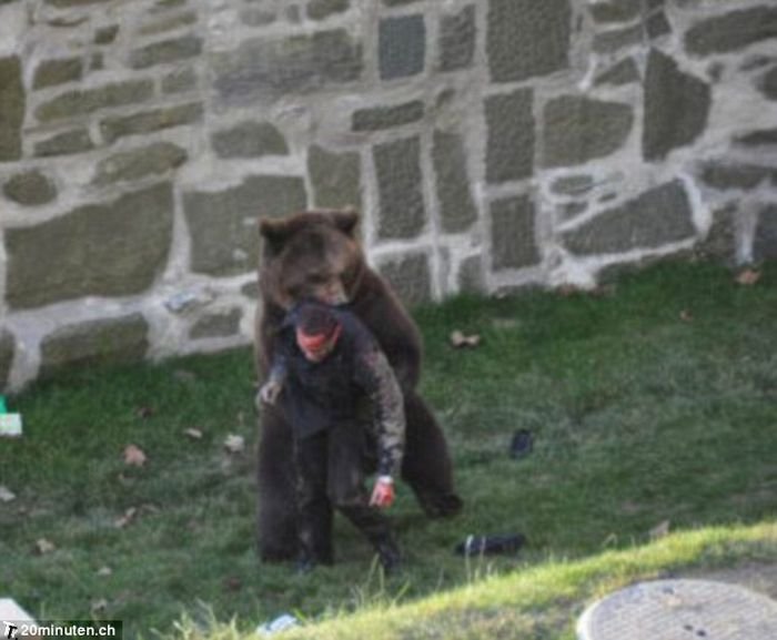 Mедведь против любопытного парня (5 фото)