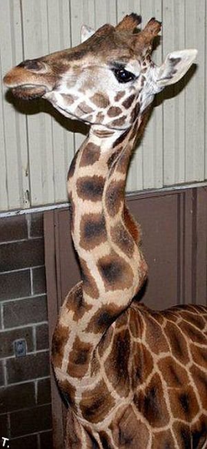 Жираф с поврежденной шеей (4 фото + видео)