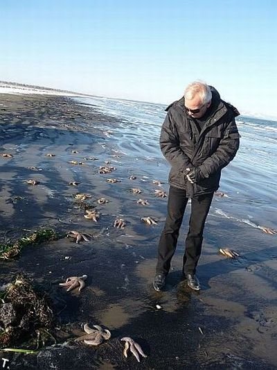 Морских звезд вымыло на берег Сахалина (6 фото)